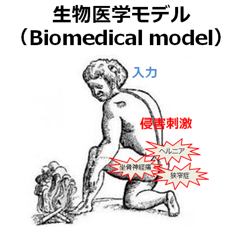 生物医学モデル